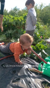 rhubarb hunting #cultivatingfoodies