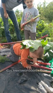 Man down! Rhubarb Hunting #cultivatingfoodies