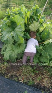 Rhubarb Hunting #cultivatingfoodies